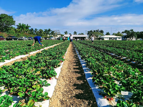 Knaus Berry Farm photo 2